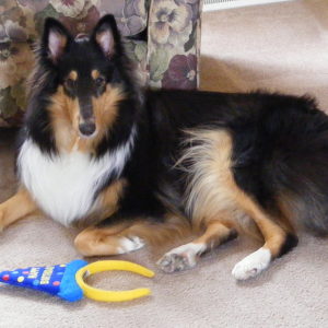 Mollie the shop dog