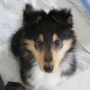 Mollie at 10 weeks
